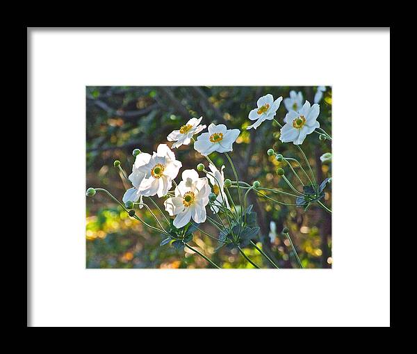 Anemones Framed Print featuring the photograph Dappled Sunlight by Janis Senungetuk