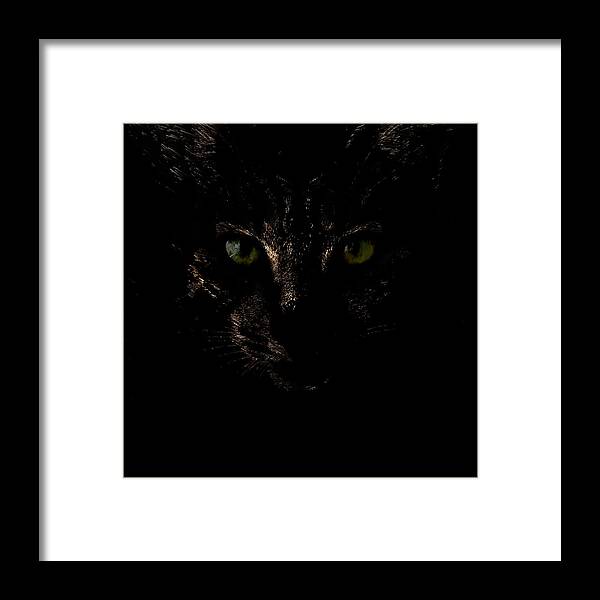 Animal Framed Print featuring the photograph Dark Knight by Helga Novelli