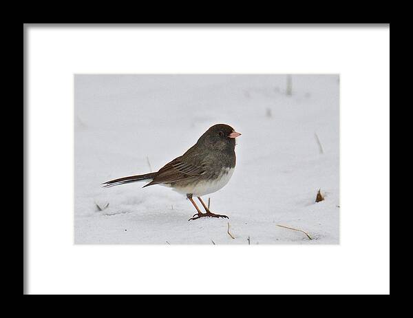 Dark-eyed Framed Print featuring the photograph Dark-eyed Junco 1217 by Michael Peychich