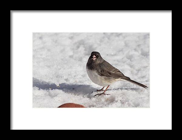 Animal Framed Print featuring the photograph Dark-eyed junco by SAURAVphoto Online Store