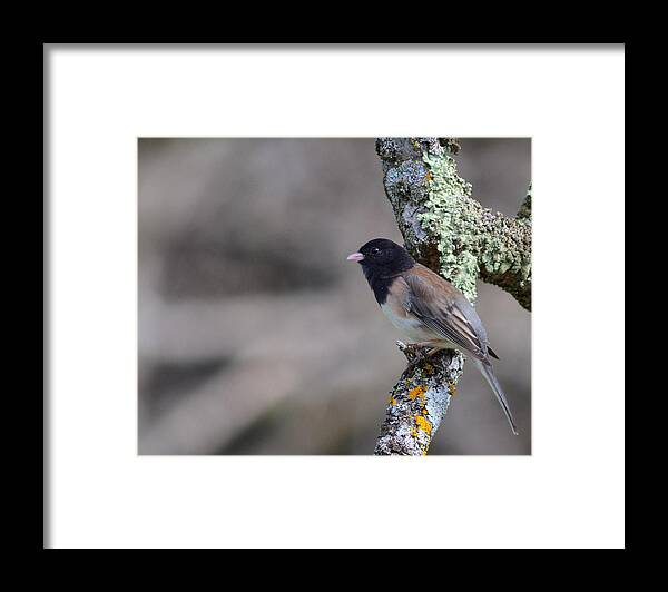 Bird Framed Print featuring the photograph Dark-eyed Junco - Oregon by Alan C Wade