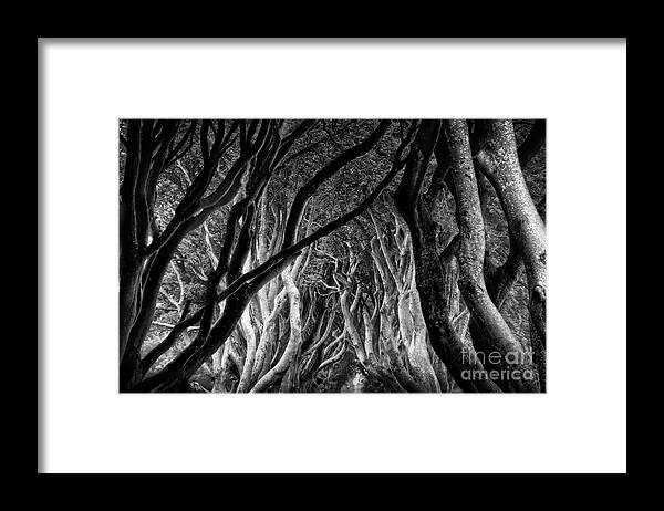 Dark Hedges Framed Print featuring the photograph Dark Hedges Kings Road by Norma Warden