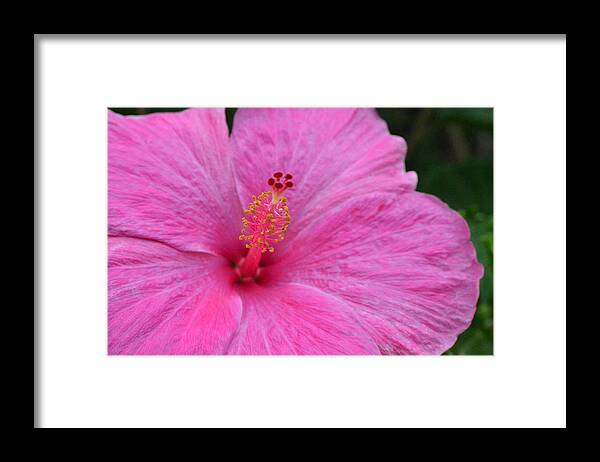 Flower Framed Print featuring the photograph Dark Pink Hibiscus 1 by Amy Fose