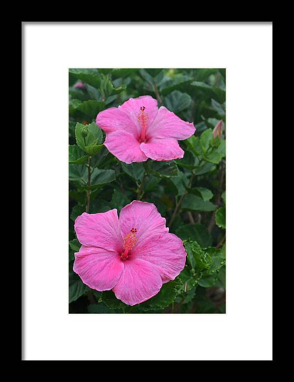 Flower Framed Print featuring the photograph Dark Pink Hibiscus Duo by Amy Fose
