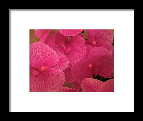 Dark Pink Framed Print featuring the photograph Dark Pink Orchids by Marian Lonzetta