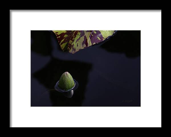 Water Lily Framed Print featuring the photograph Dark Water by Yvonne Wright