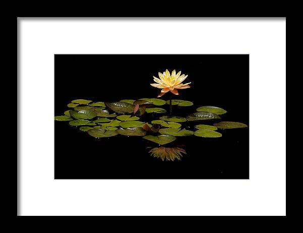 Water Lily Framed Print featuring the photograph Dark Waters by Mindy Musick King