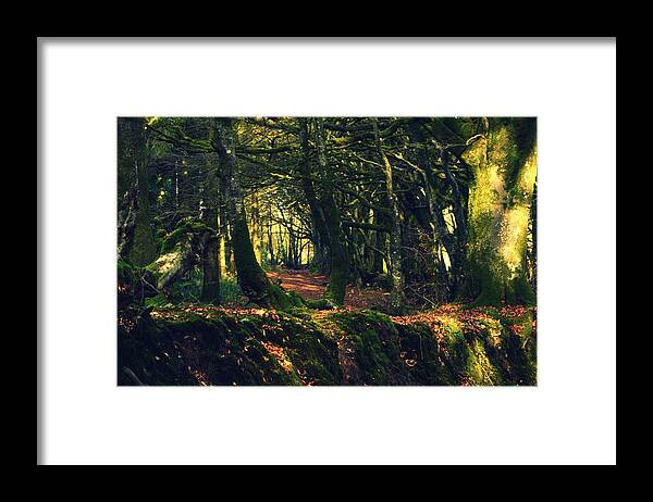 Trees Framed Print featuring the photograph Dark Woods by Andy Thompson