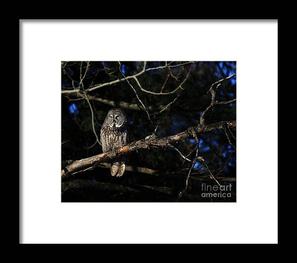 Owls Framed Print featuring the photograph Darkness I defy thee by Heather King