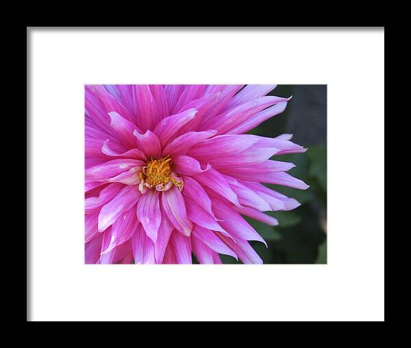 Flower Framed Print featuring the photograph Darling Dahlia FT 124 by Mary Gaines