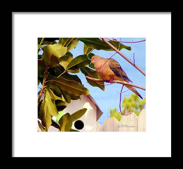 Birds Framed Print featuring the photograph Darling Dove by Pat Davidson