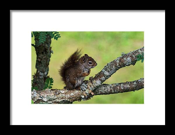 Squirrel Framed Print featuring the photograph Darling Rascal by Jody Partin