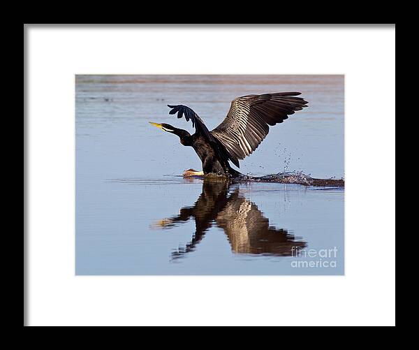 Bird Landing On Water Darter River Murray Flying Reflection Reflections Wing Span Framed Print featuring the photograph Darter Landing by Bill Robinson
