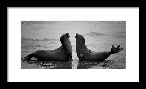 Seals Framed Print featuring the photograph Dating by C.s.tjandra