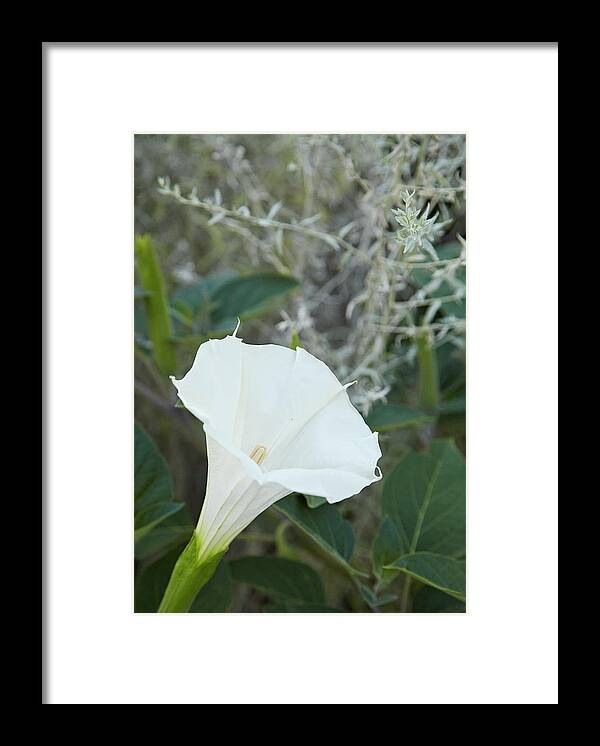 Garden Framed Print featuring the photograph Datura by Garden Gate