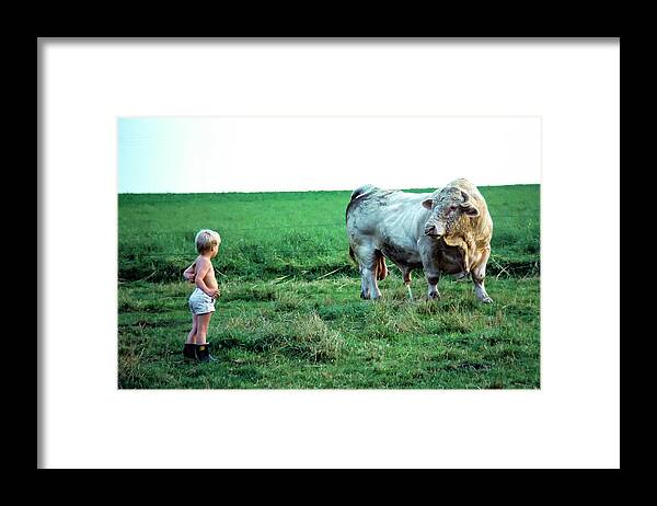 Kim Lessel Framed Print featuring the photograph David and the Big Charolais Bull by Kim Lessel