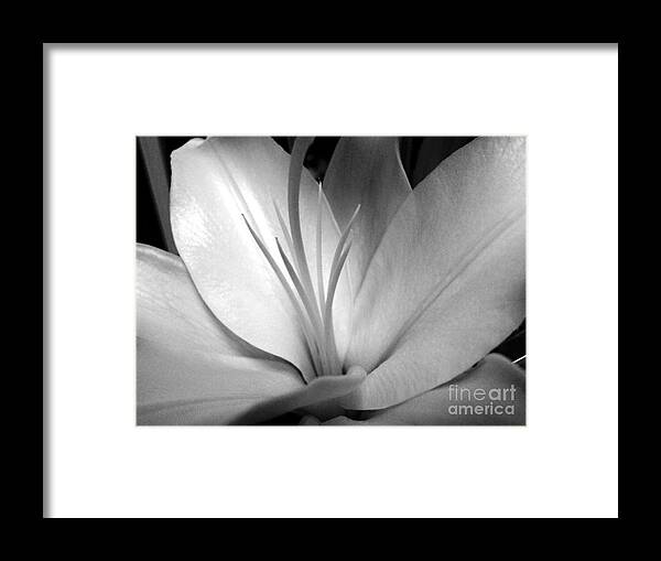 Lily Framed Print featuring the photograph Dawn by Margaret Hamilton
