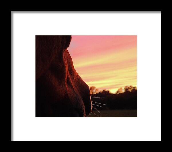Horse Framed Print featuring the photograph Day Is Done by M Kathleen Warren