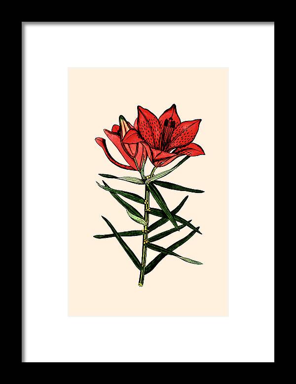 Botanical Framed Print featuring the photograph Day Lilly by Tom Prendergast