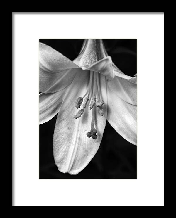 Closeup Framed Print featuring the photograph Day Lily Closeup by Dick Pratt