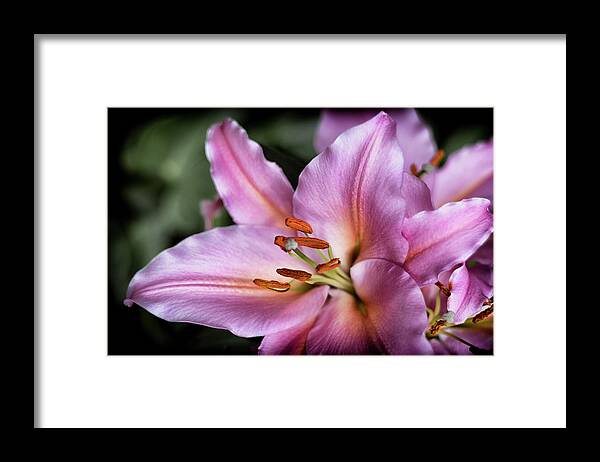 Flower Framed Print featuring the photograph Day Lily by Scott Wyatt