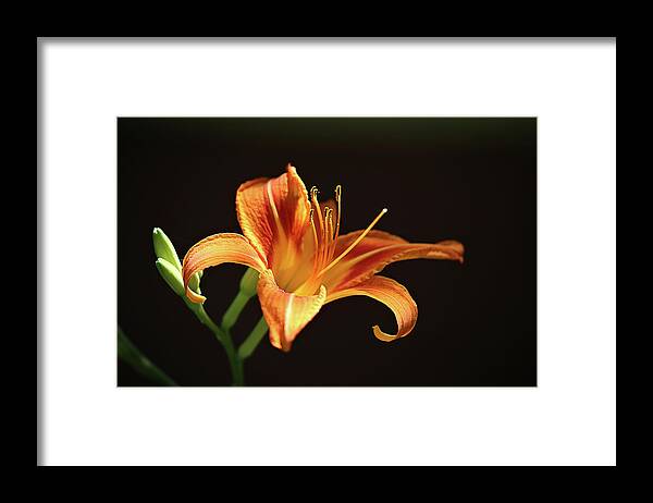 Lilies Framed Print featuring the photograph Day Lily by Theresa Campbell