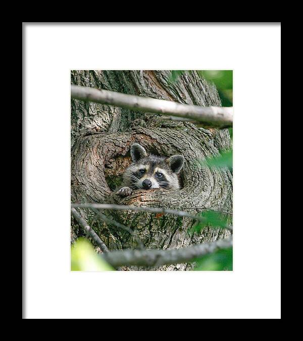 Raccoon Framed Print featuring the photograph Daydreaming by Gina Fitzhugh