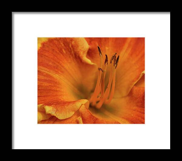 Daylily Framed Print featuring the photograph Daylily Close-up by Sandy Keeton