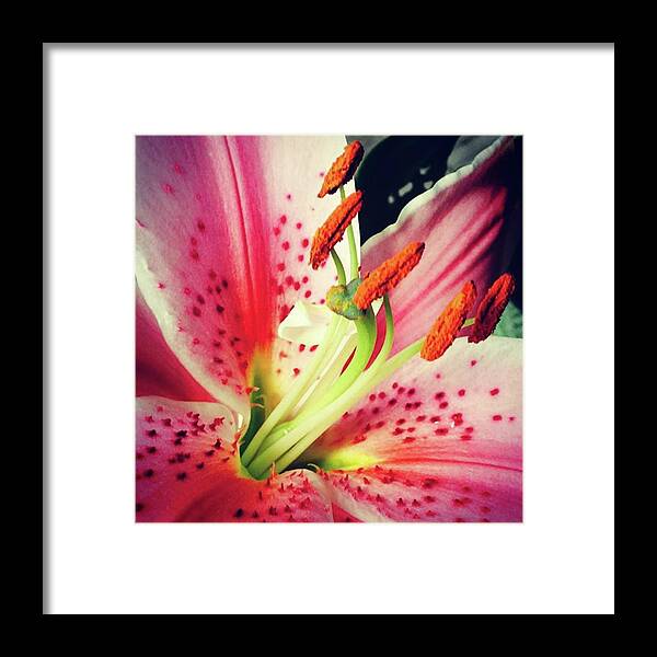 Garden Framed Print featuring the photograph Pink Day Lily Close up by Christine Chin-Fook