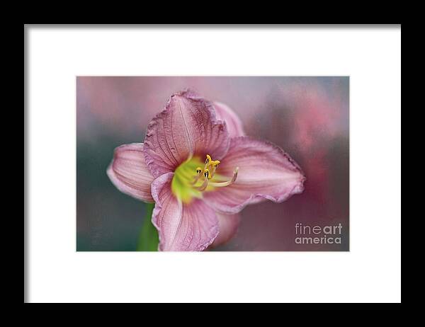 Daylily Framed Print featuring the photograph Daylily by Eva Lechner
