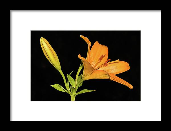 Beautiful Framed Print featuring the photograph Daylily Jewel by Dawn Currie