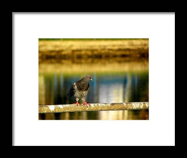 Pigeon Framed Print featuring the photograph Daytona Beach Pigeon by Christopher Mercer