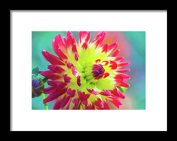  Dahlia Framed Print featuring the photograph Dazzling Dahlia by Dee Browning