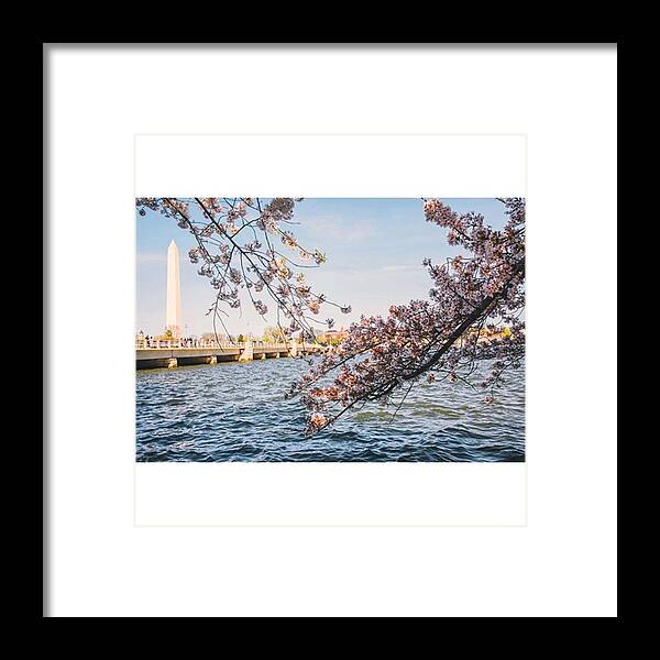 Spring Framed Print featuring the photograph Dc Spring Series. Last Few Cherry by Sandy Major Photography
