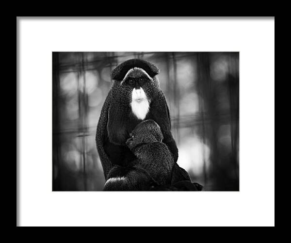 De Brazza Framed Print featuring the photograph De Brazza's Monkey by Jason Moynihan