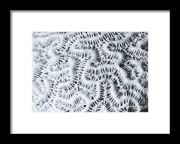 Dead Framed Print featuring the digital art Dead Brain Coral by Perry Van Munster