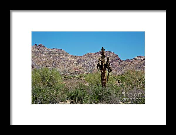 Arizona Framed Print featuring the photograph Dead but Not Fallen by Kathy McClure