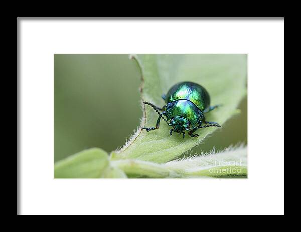 Animal Framed Print featuring the photograph Dead-nettle leaf beetle - Chrysolina fastuosa by Jivko Nakev