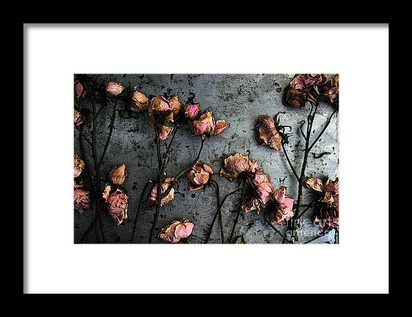 Flower Framed Print featuring the photograph Dead Roses 5 by Kathi Shotwell