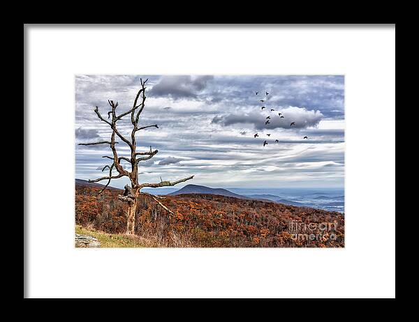 Skyline Drive Framed Print featuring the photograph Dead Tree At Skyline Drive by Lois Bryan