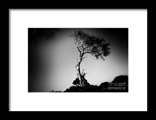 Water Framed Print featuring the photograph Dead tree bw by Raimond Klavins