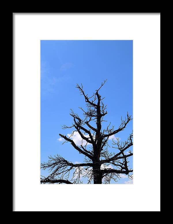 Tree Framed Print featuring the photograph Dead Tree by Mary Bedy