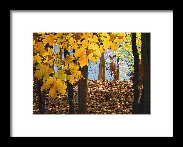 Nature Framed Print featuring the photograph Dear in the sunlight by Sharon Foster