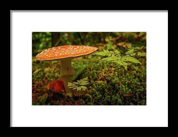  Framed Print featuring the photograph Death Cap by Jason Brooks