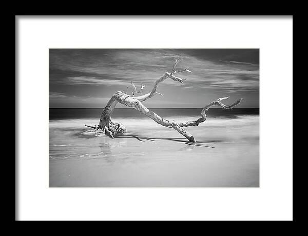 Jekyll Island Framed Print featuring the photograph Death of a Tree by Jon Glaser