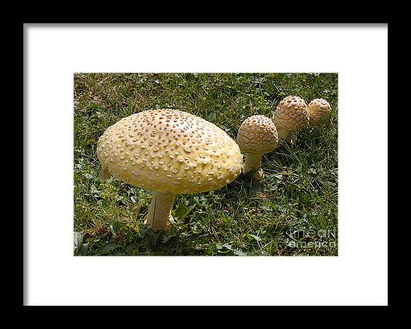 Amanita Framed Print featuring the photograph Death Row by Randy Bodkins