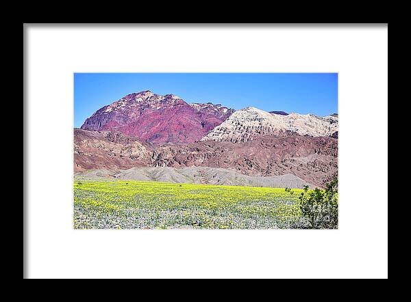 Death Valley Framed Print featuring the photograph Death Valley Megabloom by Jeff Hubbard