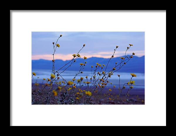 Superbloom 2016 Framed Print featuring the photograph Death Valley Superbloom 304 by Daniel Woodrum