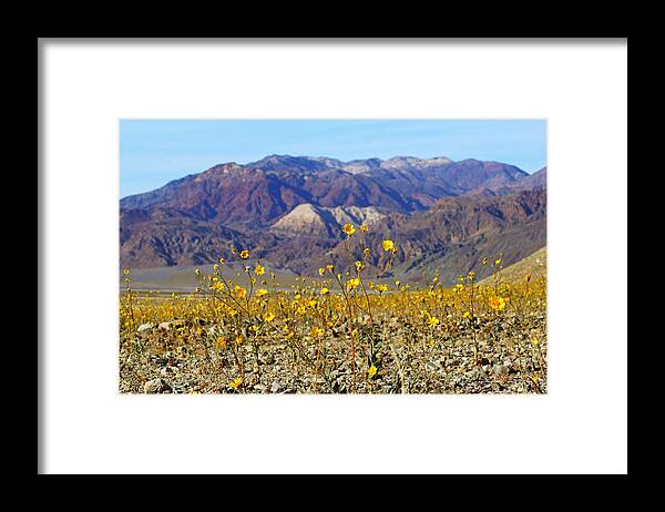 Superbloom 2016 Framed Print featuring the photograph Death Valley Superbloom 405 by Daniel Woodrum