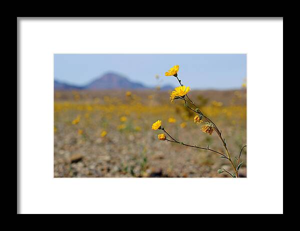 Superbloom 2016 Framed Print featuring the photograph Death Valley Superbloom 501 by Daniel Woodrum